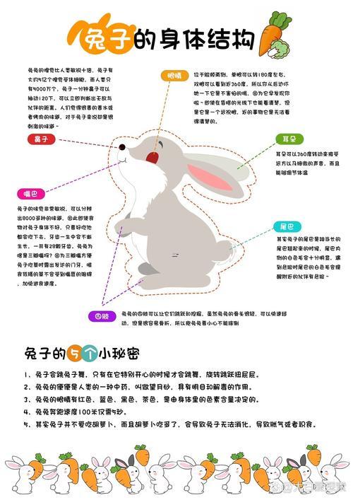 老鼠的特征 