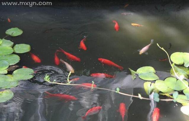 夢見河里好多魚