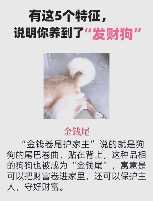公狗狗名字大全