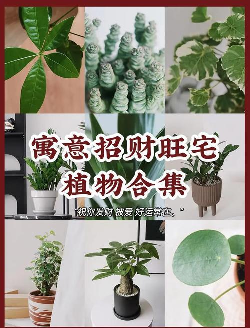 風(fēng)水植物