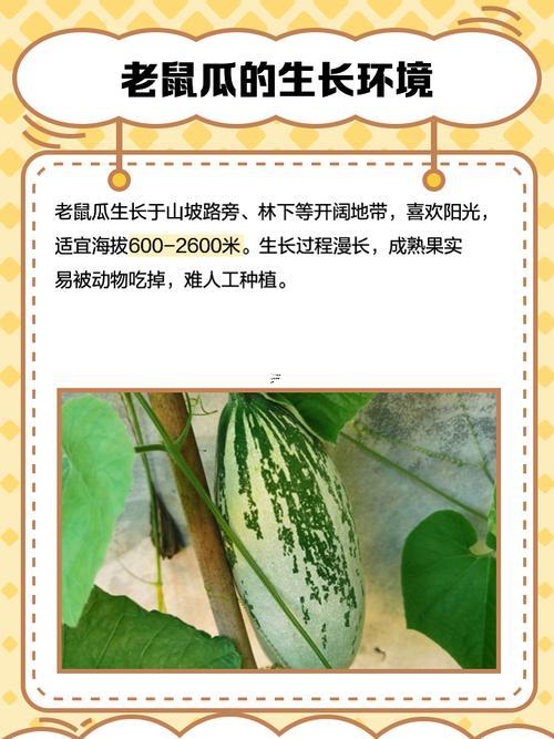 孕婦夢(mèng)見黃瓜