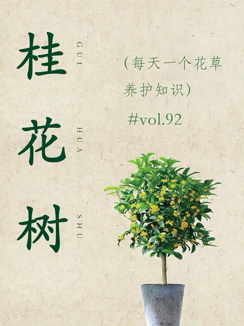 桂花樹的寓意