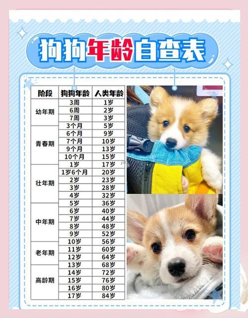 狗年是哪一年