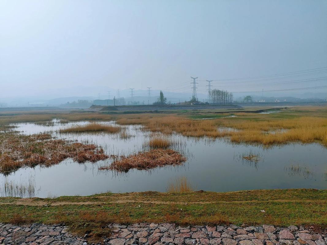 夢(mèng)見綠油油的麥田