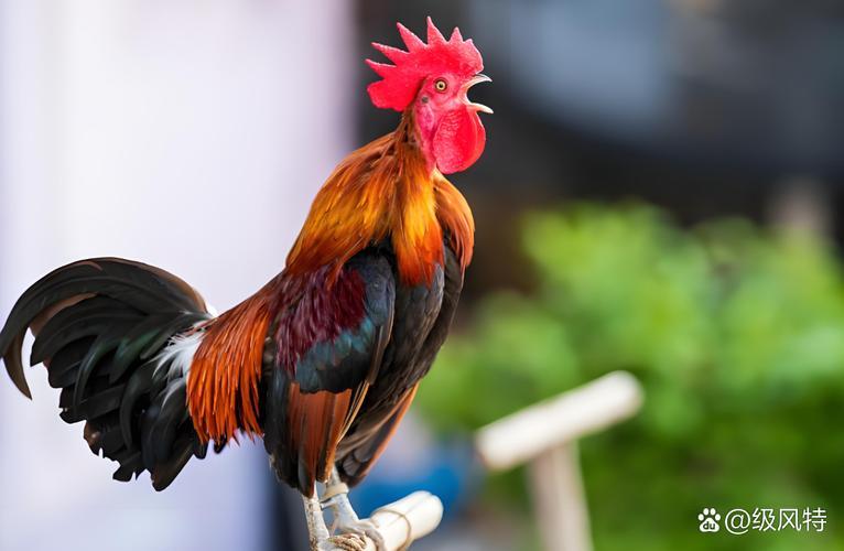雞何事東西時候打鳴