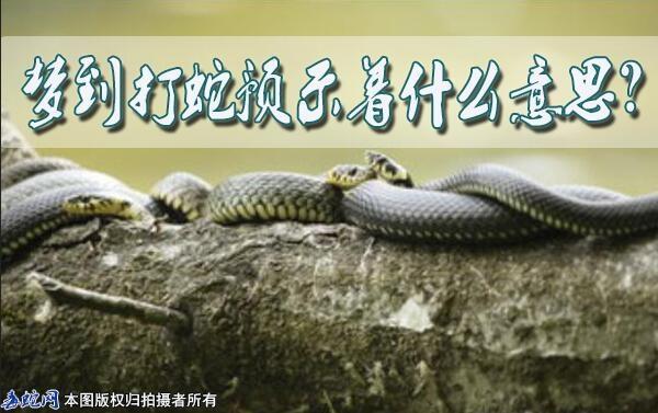 夢見打蛇