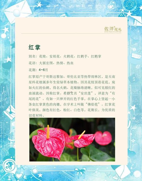 紅掌花的寓意