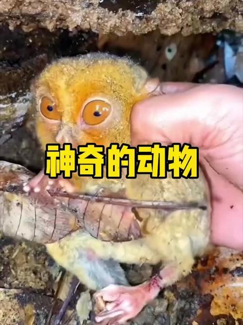 做夢夢到猴子