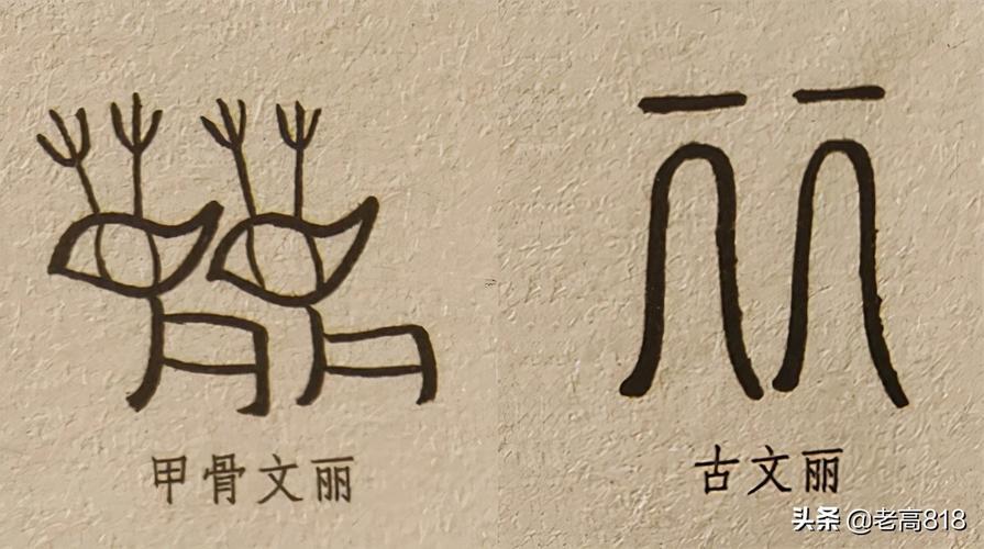 麗字五行屬啥東西