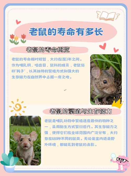 老鼠年份