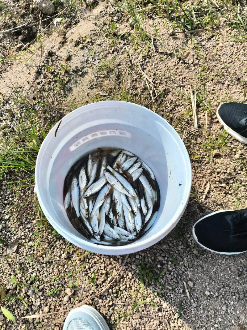 夢(mèng)見釣到一條大魚