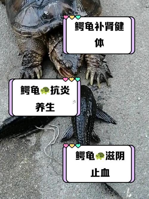 周公解夢(mèng)孕婦夢(mèng)見烏龜與鱷魚