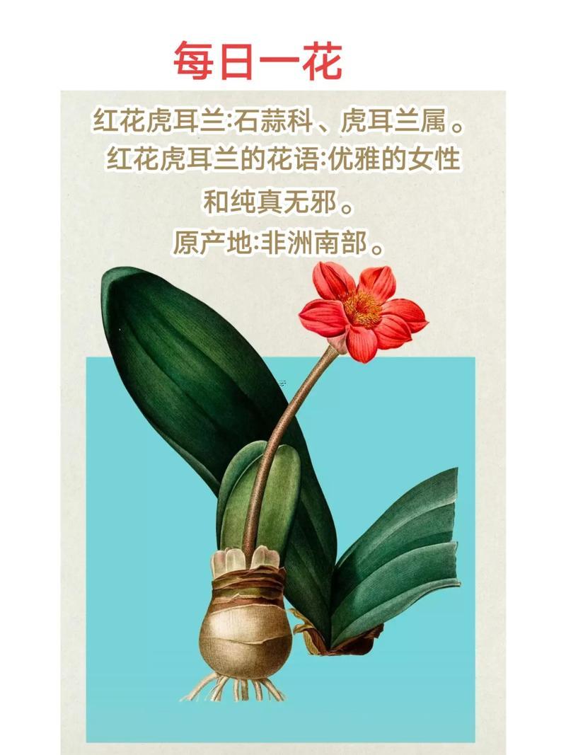 屬虎人栽什么花