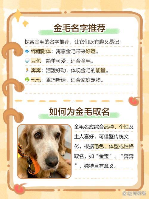 金毛名字大全