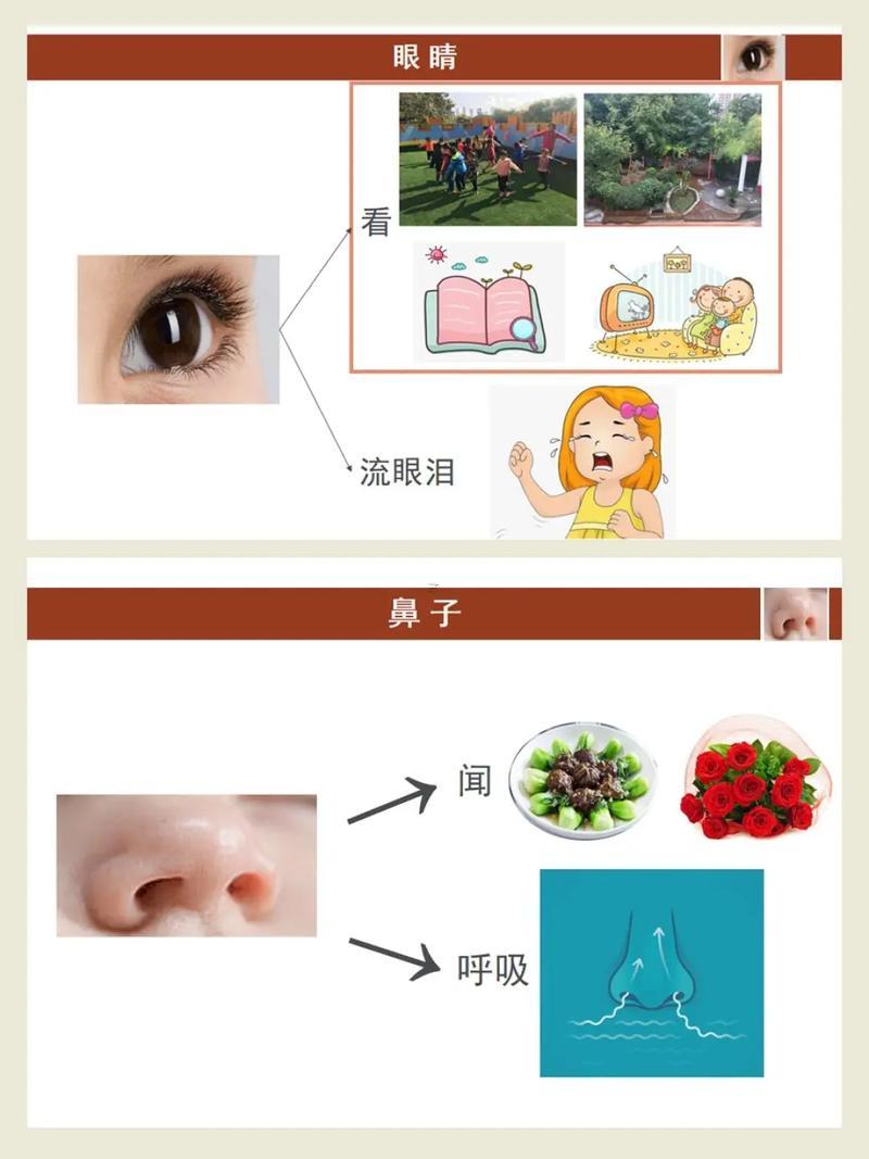 五官都有什么東西東西