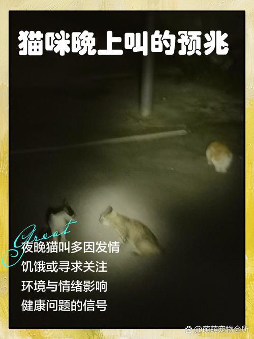 做夢夢到貓叫是何事征兆