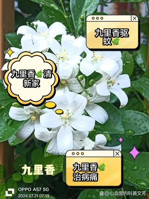 九里香種在家里禁忌