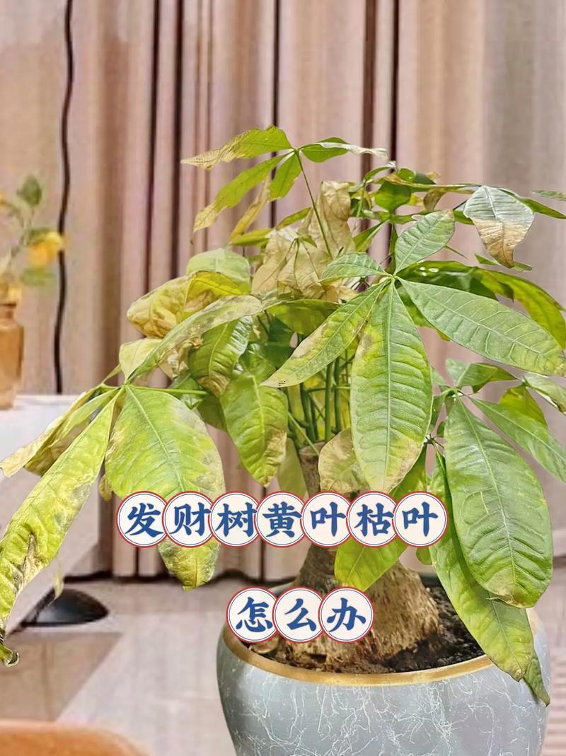 招財樹葉子變黃脫落