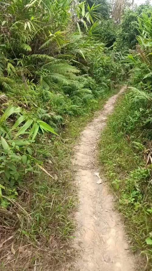 羊腸小道何事意思
