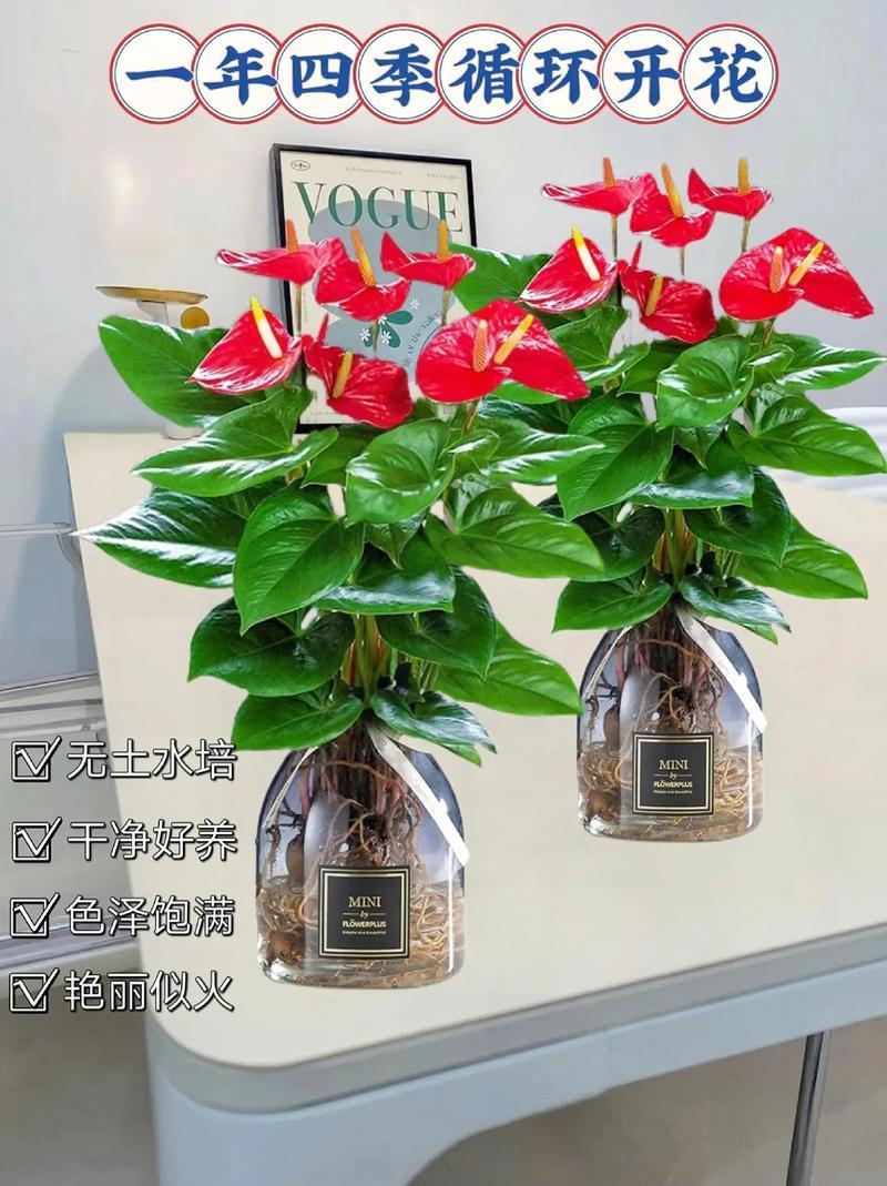 紅掌的風(fēng)水寓意