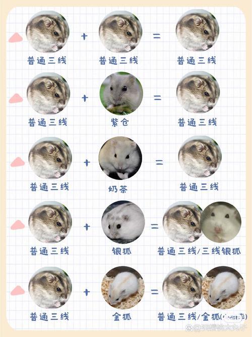 寵物情侶名字