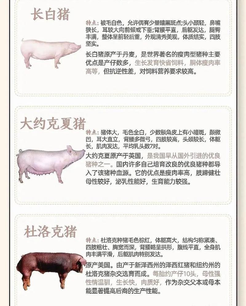 2007年為啥叫金豬