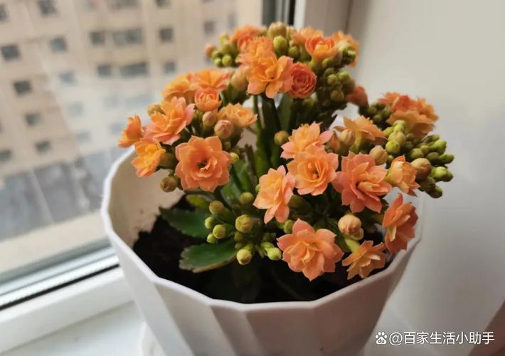 長(zhǎng)壽花能放臥室嗎