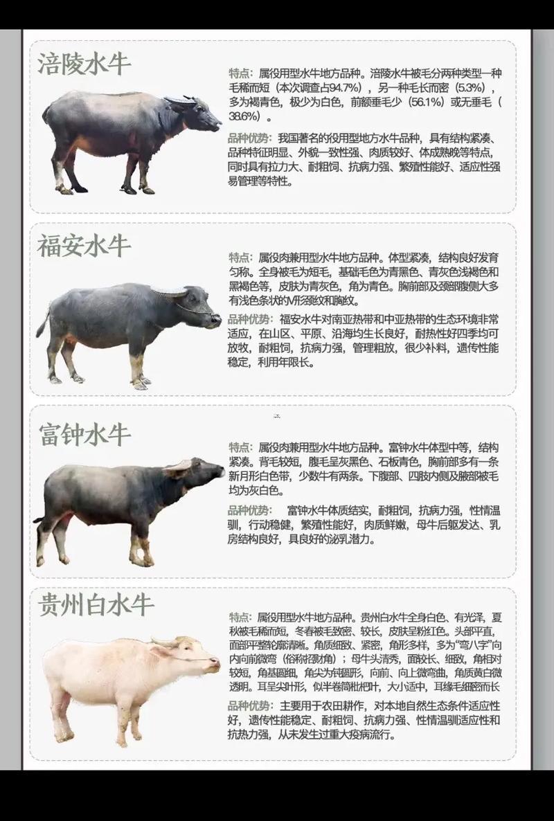 牛比得名字