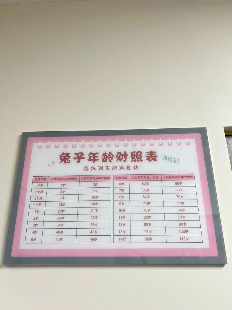 兔的年份