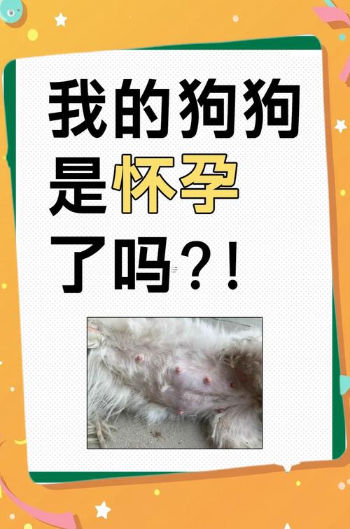 孕晚期夢到貓與狗