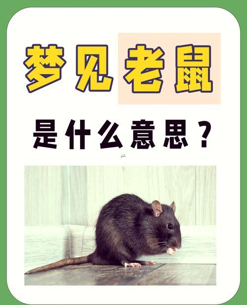 夢到大老鼠
