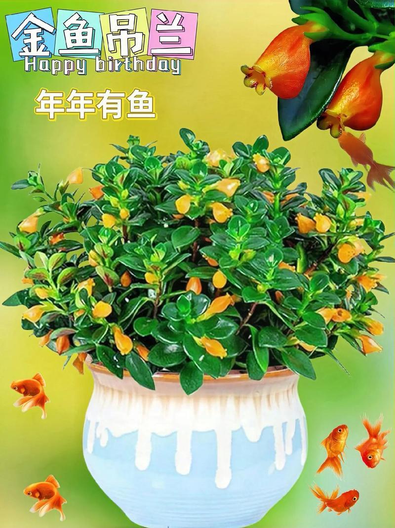 養(yǎng)何事魚招財(cái)進(jìn)寶