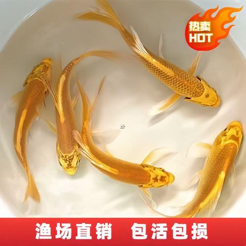 養(yǎng)烏龜招財還是養(yǎng)魚招財