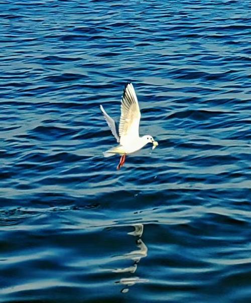 夢見魚再天上飛