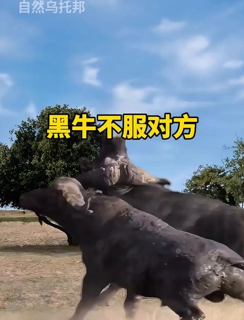 夢(mèng)見黑牛