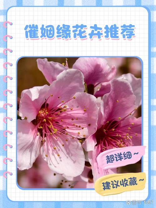姻緣桃花散怎么用