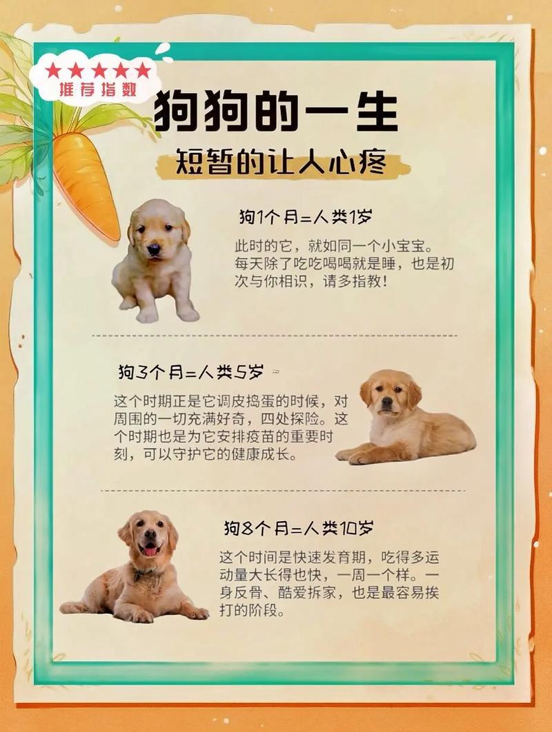 狗是什么時辰