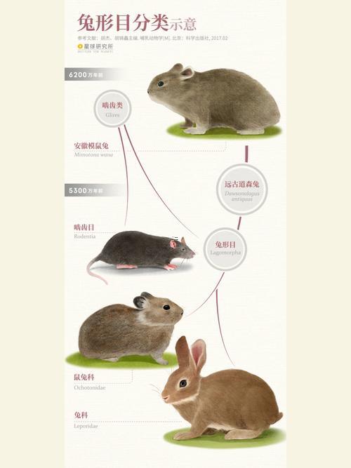 兔子與老鼠屬相合不合