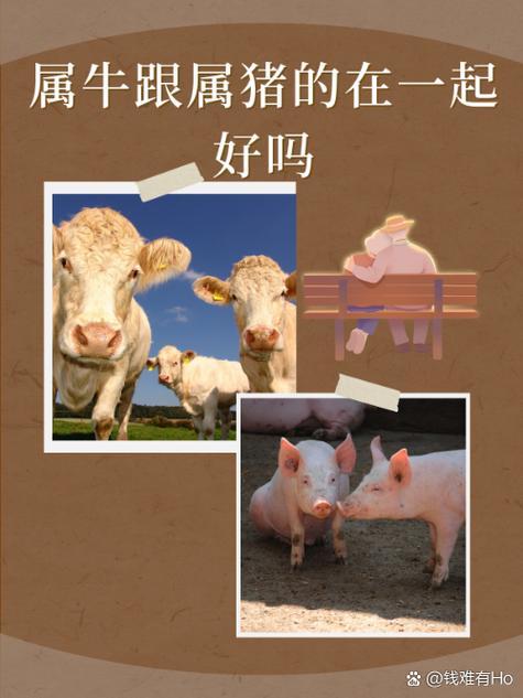 屬牛得婚姻好嗎