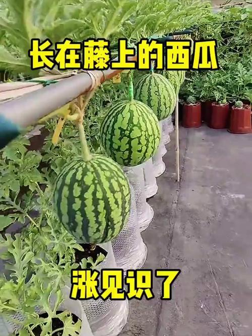 夢(mèng)見(jiàn)好多西瓜