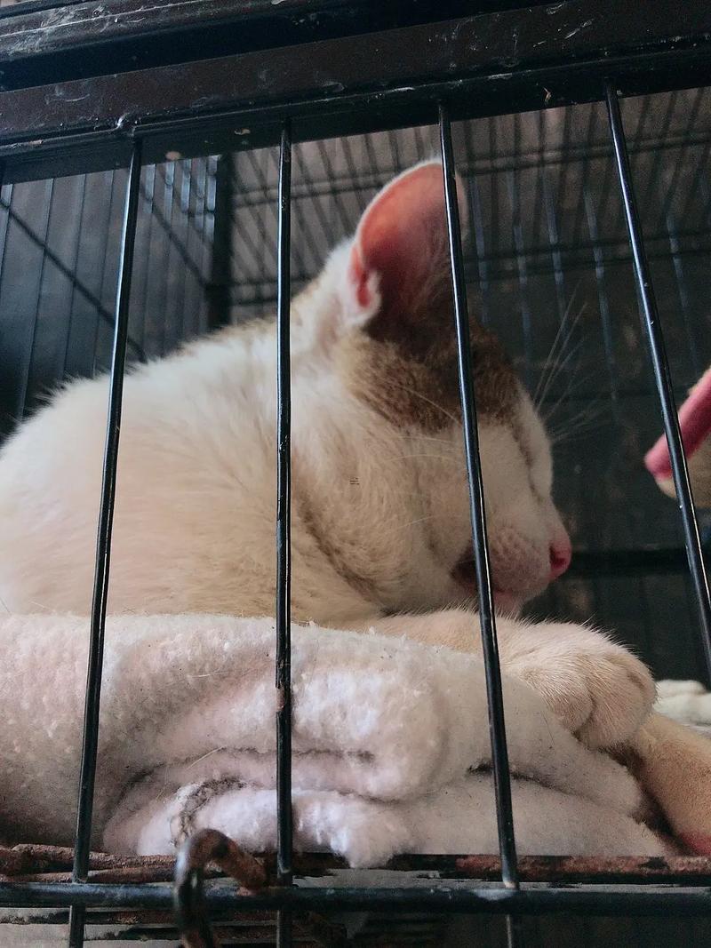孕婦夢見貓纏著自己趕不走