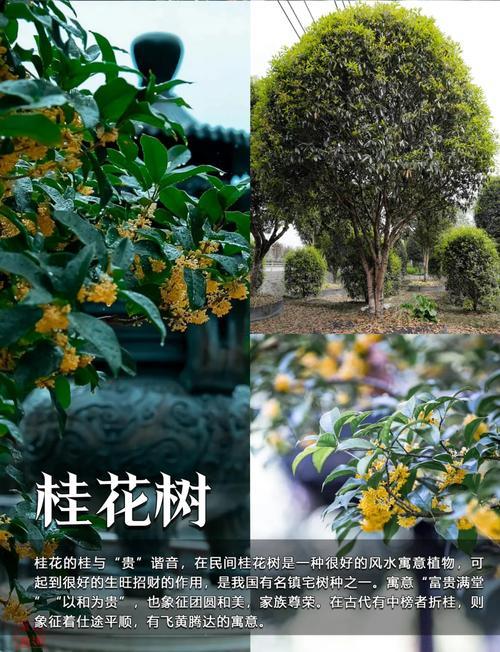 陽宅房后栽樹風水