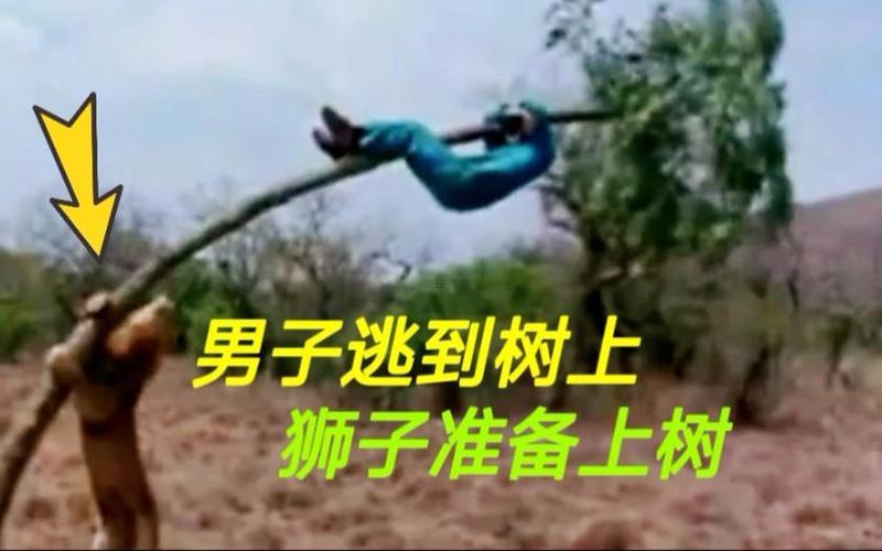 夢到被獅子追