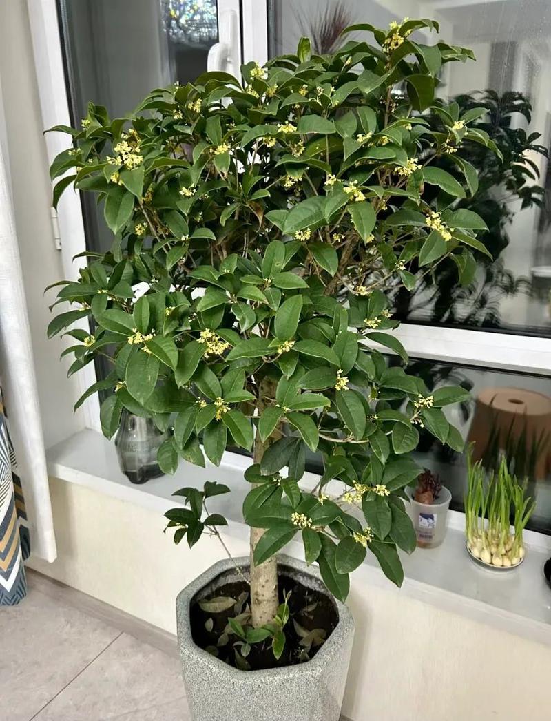 庭院門前栽啥樹旺財