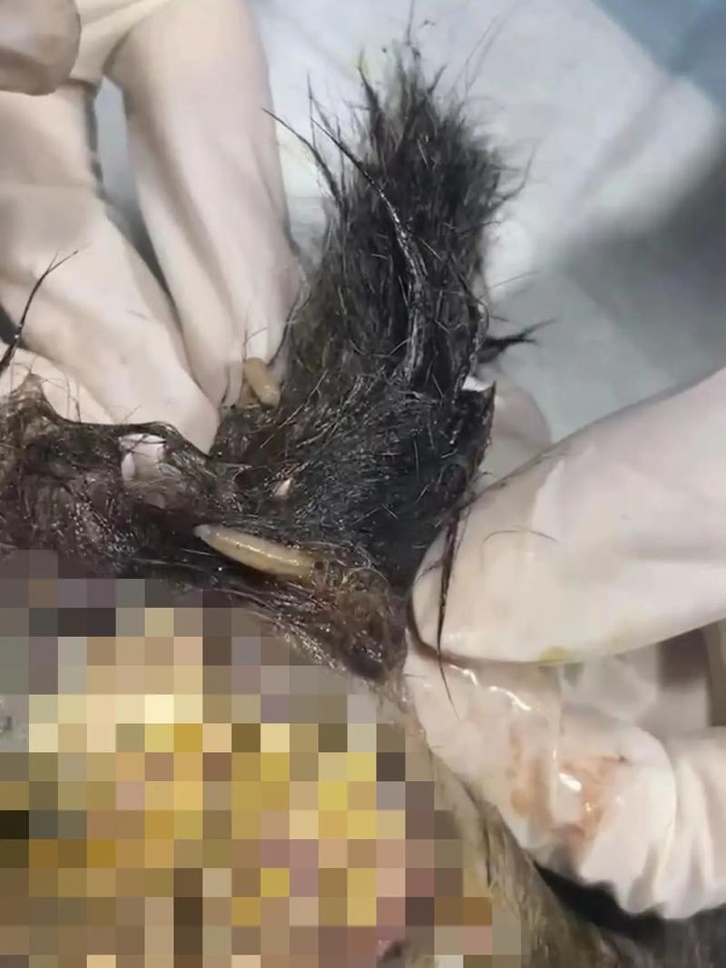 夢(mèng)見貓死了