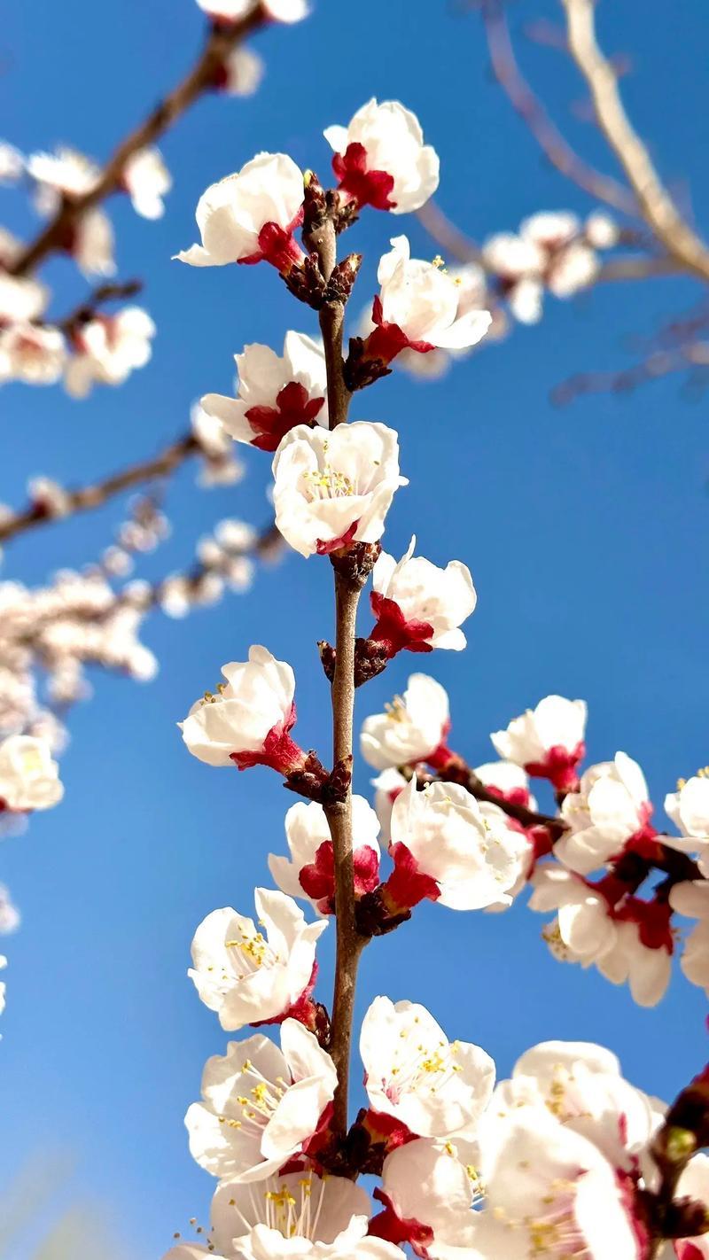 夢到花開