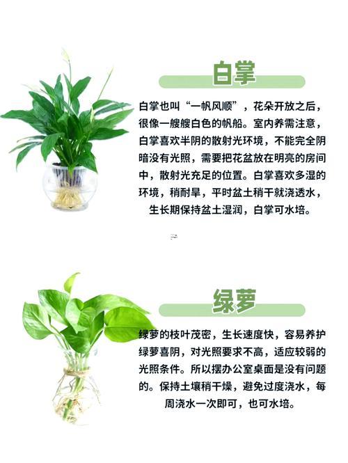 辦公室植物大全