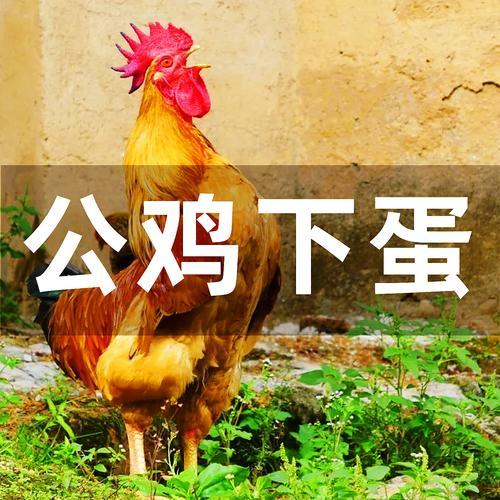 夢到雞下蛋