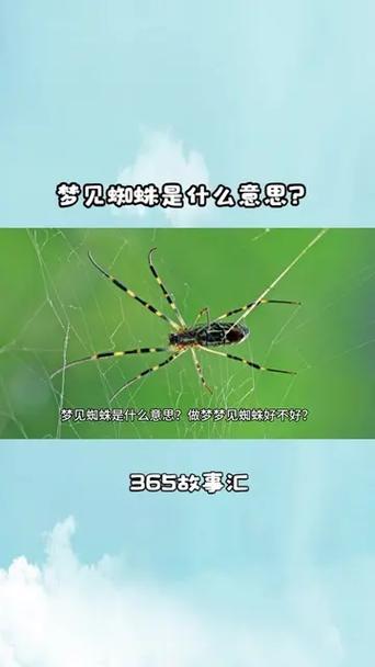 做夢夢見蜘蛛