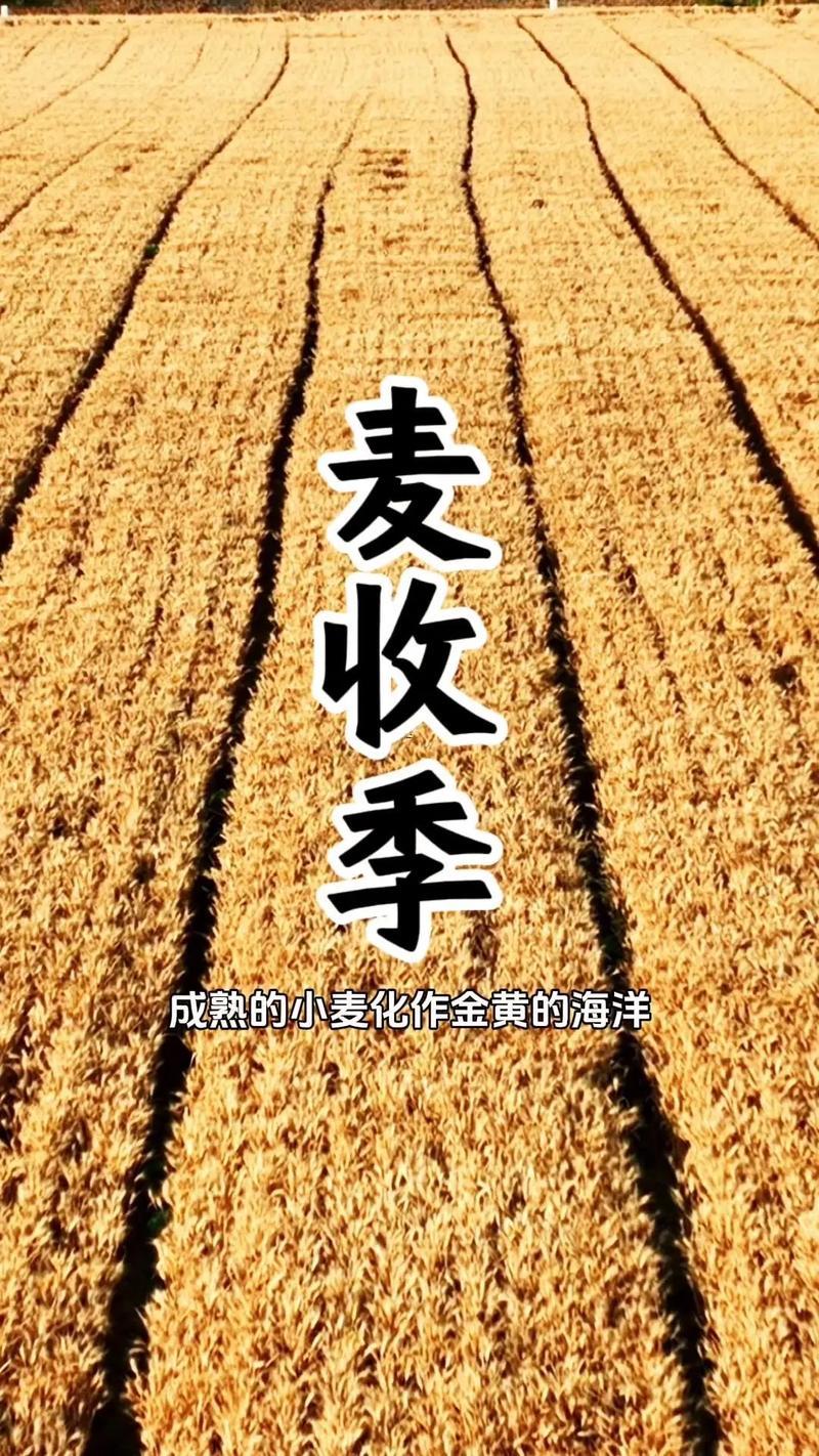 夢(mèng)見狗屎